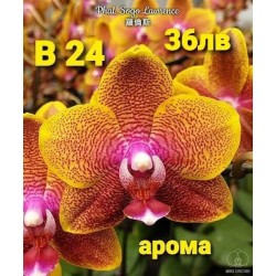 Phal. Sogo Lawrence Phal. Sogo Lawrence