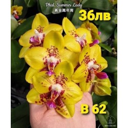 Phal. Summer Lady Phal. Summer Lady