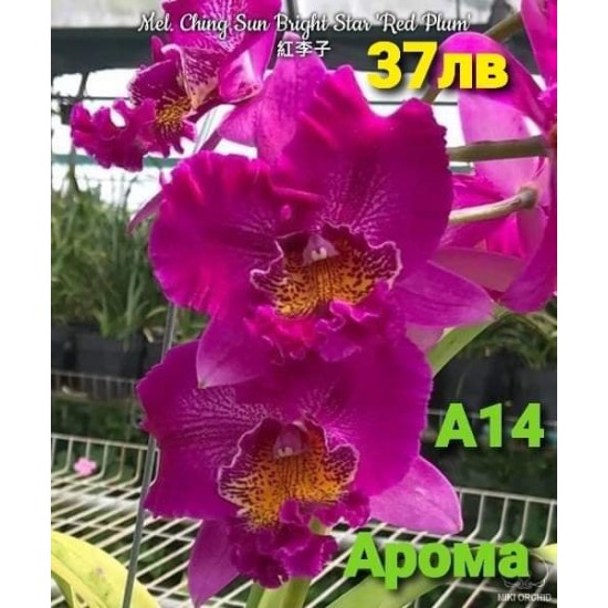 Mel. Ching Sun Bright Star 'Red Plum'