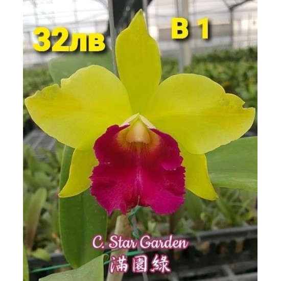 C. Star Garden