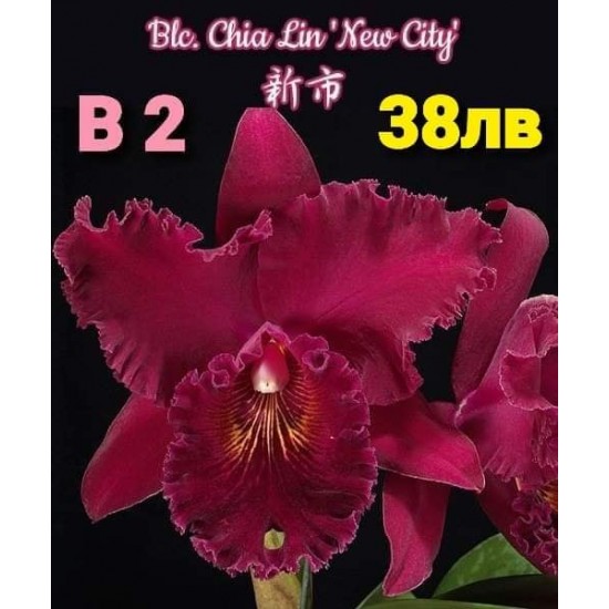 Blc. Chia Lin 'New City'
