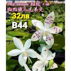 Phal. tetraspis × sib Phal. tetraspis × sib
