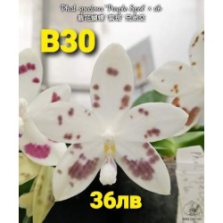 Phal. speciosa 'Purple Spot' × sib Phal. speciosa 'Purple Spot' × sib