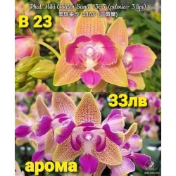 Phal. Miki Golden Sand '1363' (peloric - 3 lips) Phal. Miki Golden Sand '1363' (peloric - 3 lips)