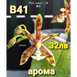 Phal. mannii × sib Phal. mannii × sib
