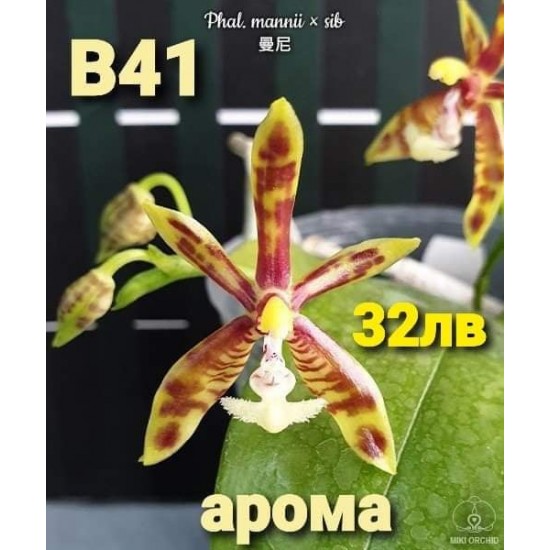 Phal. mannii × sib