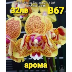 Phal. Miki Big Wave (peloric - 3 lips) Phal. Miki Big Wave (peloric - 3 lips)