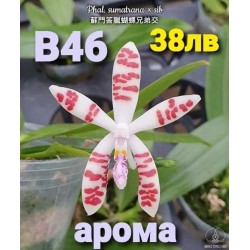 Phal. sumatrana × sib Phal. sumatrana × sib