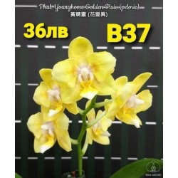 Phal. Younghome Golden Pixie (peloric) Phal. Younghome Golden Pixie (peloric)