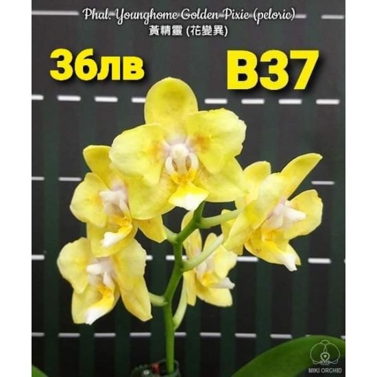 Phal. Younghome Golden Pixie (peloric)
