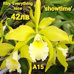 Rby. Everything Nice 'Showtime' 