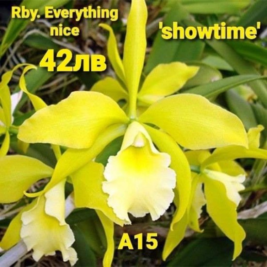 Rby. Everything Nice 'Showtime'