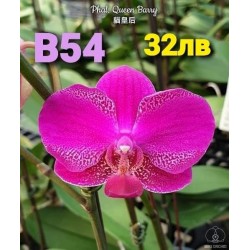 Phal. Queen Barry Phal. Queen Barry