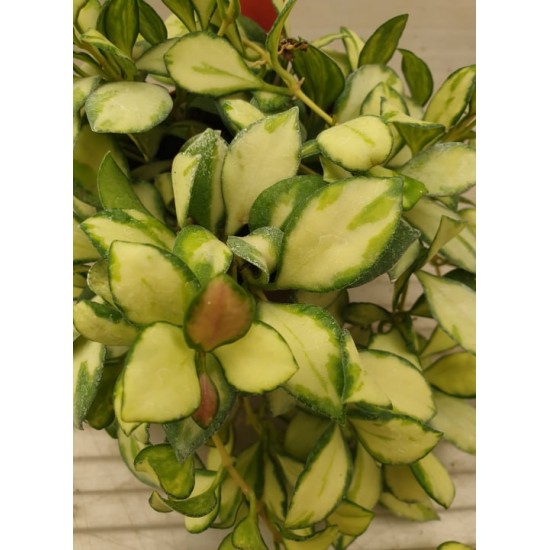 Hoya Heuschkeliana Variegate