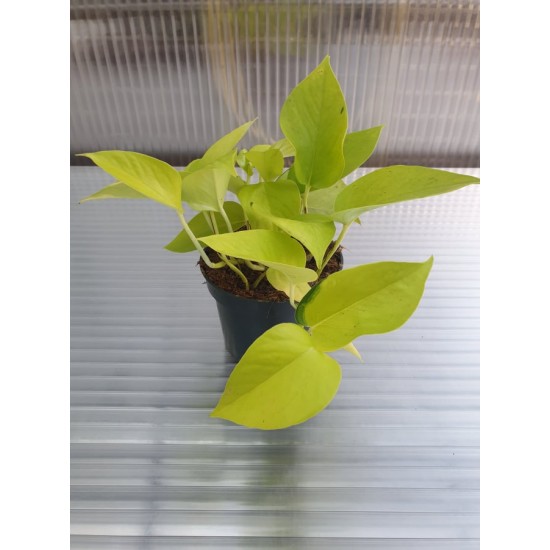 Epipremnum Golden Pothos