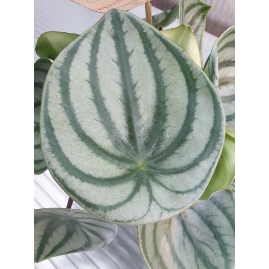 Peperomia
