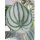 Peperomia