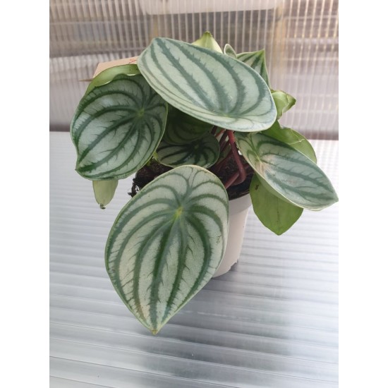 Peperomia