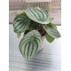 Peperomia