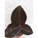 ANOECTOCHILUS BURMANICUS "JEWEL ORCHID"