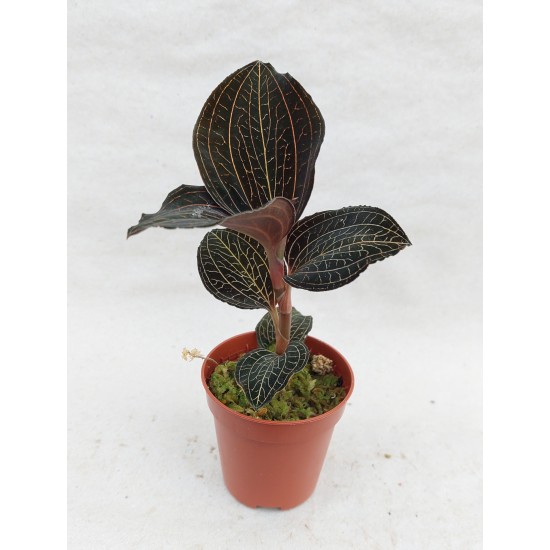 ANOECTOCHILUS BURMANICUS "JEWEL ORCHID"