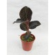 ANOECTOCHILUS BURMANICUS "JEWEL ORCHID"