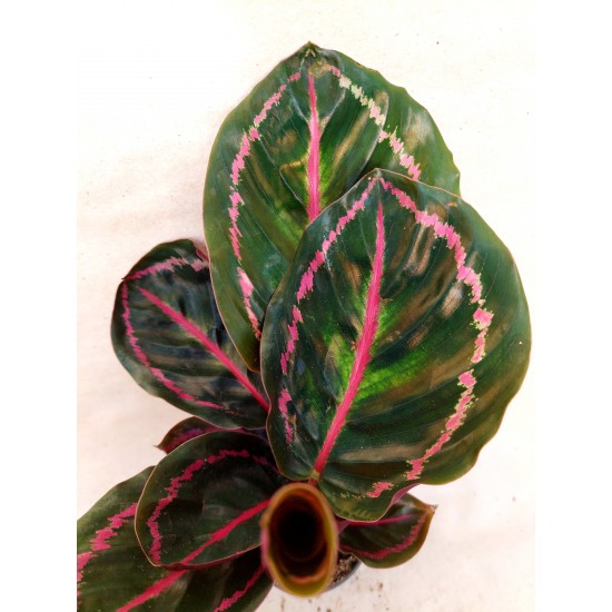Calathea Roseopicta