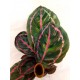 Calathea Roseopicta
