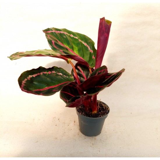 Calathea Roseopicta