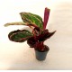 Calathea Roseopicta