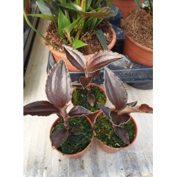 Odontochilus Elwesii