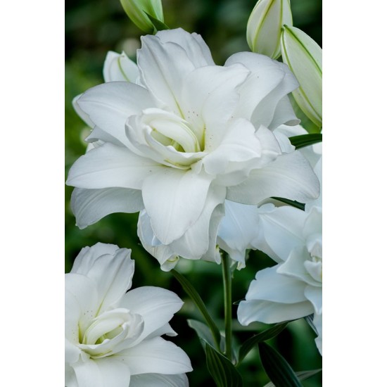 Лилиум " Lotus Pure" LL101