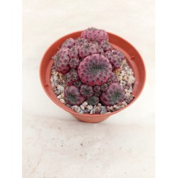 Rebutia Muscula