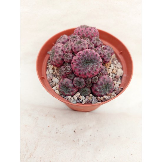 Rebutia Muscula