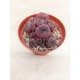 Rebutia Muscula