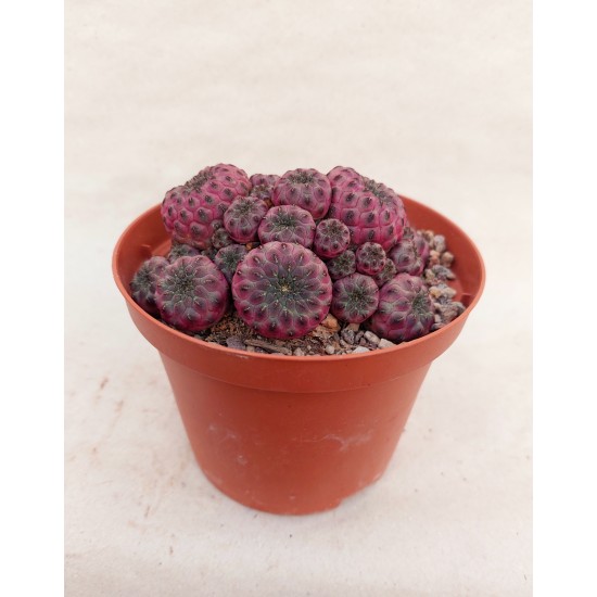 Rebutia Muscula