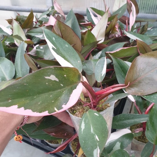 Philodendron Pink Princess