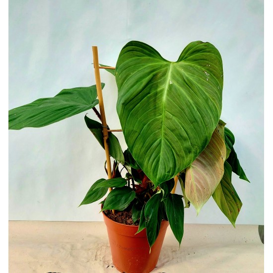 Филодендрон (Philodendron Fuzzy Petiole)