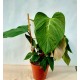 Филодендрон (Philodendron Fuzzy Petiole)
