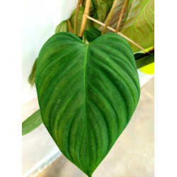Филодендрон (Philodendron Fuzzy Petiole)