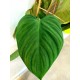 Филодендрон (Philodendron Fuzzy Petiole)