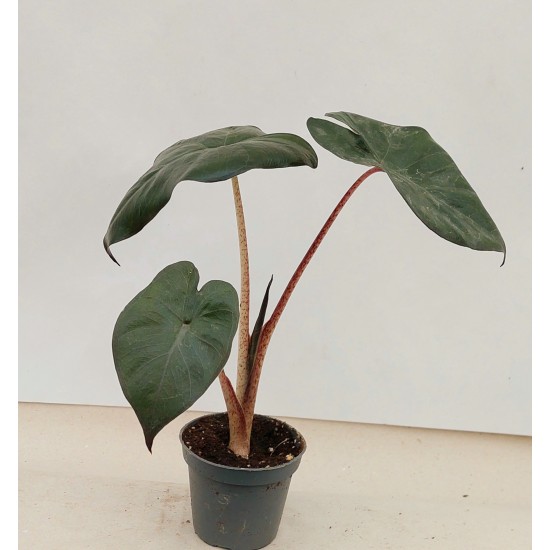 Алоказия (Alocasia Yucatan Princess)