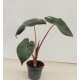 Алоказия (Alocasia Yucatan Princess)