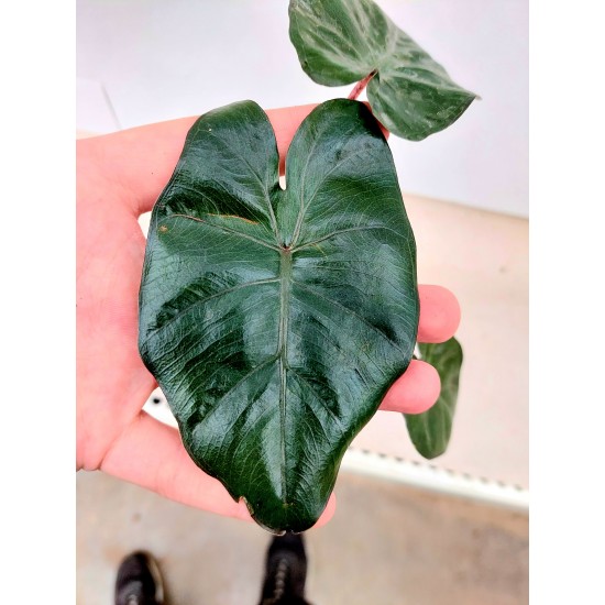 Алоказия (Alocasia Yucatan Princess)