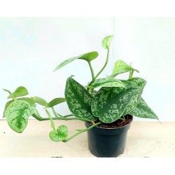 Scindapsus Trebie