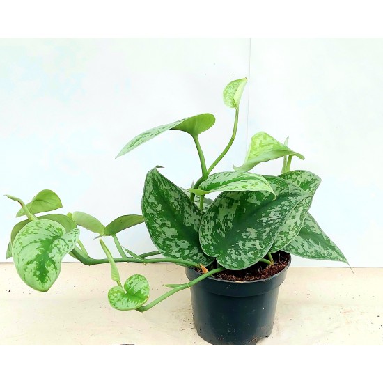 Scindapsus Trebie