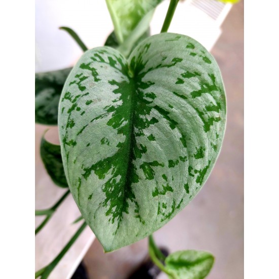 Scindapsus Trebie