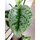 Scindapsus Trebie