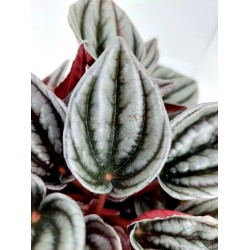 Peperomia Mendoza