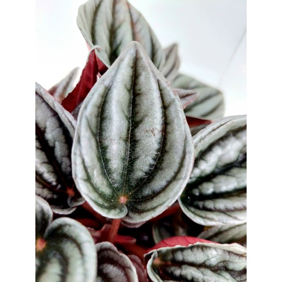 Peperomia Mendoza